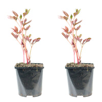 Pfingstrose Paeonia 'Alexander Fleming' - Biologisch rosa - Winterhart