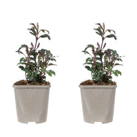 Eisenkraut Verbena 'Bampton' - Biologisch lila - Winterhart