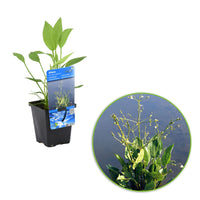 Gewöhnlicher Froschlöffel Alisma plantago-aquatica weiβ - Sumpfpflanze, Uferpflanze