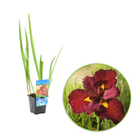 Rote Sumpfschwertlilie Iris 'Ann Chowing' rot - Sumpfpflanze, Uferpflanze