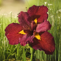 Rote Sumpfschwertlilie Iris 'Ann Chowing' rot - Sumpfpflanze, Uferpflanze