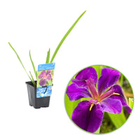 Schwarze Sumpfschwertlilie Iris 'Black Gamecock' lila - Sumpfpflanze, Uferpflanze