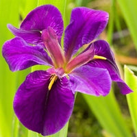 Schwarze Sumpfschwertlilie Iris 'Black Gamecock' lila - Sumpfpflanze, Uferpflanze