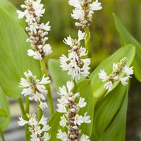 Herzblättriges Hechtkraut Pontederia 'Alba' weiβ - Sumpfpflanze, Uferpflanze