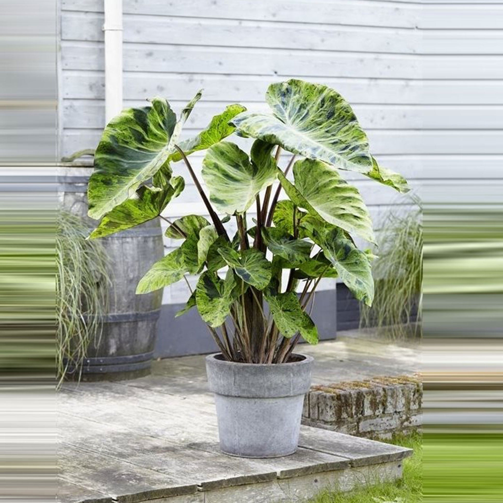 Kaufen Sie jetzt Teichpflanze Elefantenohr Colocasia 'Mojito' - Sumpfpflanze, Uferpflanze kaufen