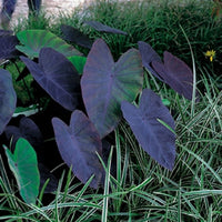 Elefantenohr Colocasia 'Black Magic' lila - Sumpfpflanze, Uferpflanze