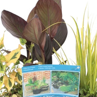 4x Teichpflanzen - Mischung inkl. Teichkorb - Uferpflanze