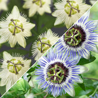 3x Passionsblume Passiflora - Mischung 'Sonnenanbeter' blau-lila-weiβ