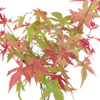 Japanischer Ahorn Acer 'Beni-maiko' rosa-rot inkl. Ziertopf - Winterhart