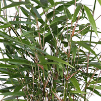 2 Bambus Fargesia rufa inkl. Ziertopf, schwarz - Winterhart