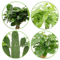 4x Asiatische Zimmerpflanzen - Mischung 'Green paradise' inkl. Ziertöpfe