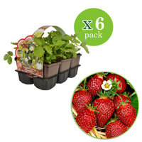 6x Erdbeere Fragaria ananassa - Mischung im Topf - Biologisch