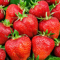 6x Erdbeere Fragaria 'Ostara' - Biologisch im Topf