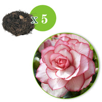 5x Doppelblütige Begonie 'Bouton de Rose' rosa