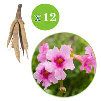 6x Gartengloxinie Incarvillea delavayi rosa