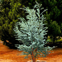 Gummibaum Eucalyptus gunnii grau-grün