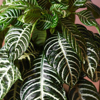 Zebrapflanze Aphelandra 'Botanica' Grün-Weiß