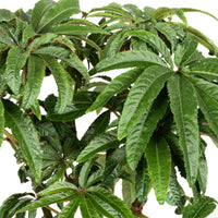 Blattbegonie Begonia luxurians