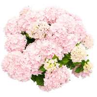 Bauernhortensie Hydrangea 'Soft Pink Salsa' Rosa - Winterhart