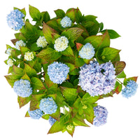 Bauernhortensie Hydrangea 'The Original Blue' Blau - Winterhart