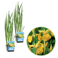 Gelbe Iris pseudacorus gelb - Sumpfpflanze, Uferpflanze