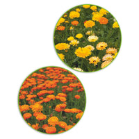 Marigoldpaket Calendula 'Glitzerndes Gold' gelb-orange 5,5 m² - Blumensamen