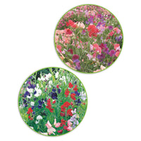 Duft-Wicken-Paket Lathyrus 'Kräftige Farben' - Biologisch 3 m² - Blumensamen