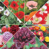Mohnpaket 'Markanter Mohn' 16 m² - Blumensamen