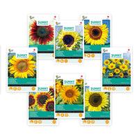 Sonnenblumenpaket Helianthus 'Goldene Glut' 31 m² - Blumensamen