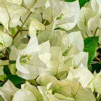 Bougainvillea hybride 'Vera Deep Purple' weiβ