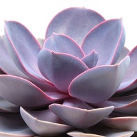 Echeveria 'Purple Pearl' lila