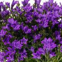 3x Glockenblume Campanula 'Ambella Intense Purple' lila inkl. Balkontopf weiß