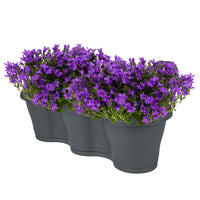 3x Glockenblume Campanula 'Ambella Intense Purple' lila inkl. Balkontopf anthrazit