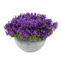 3x Glockenblume Campanula 'Ambella Intense Purple' lila inkl. Schale grau