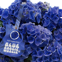 Bauernhortensie Hydrangea 'Blue Boogiewoogie'® Blau inkl. anthrazitfarbener Pflanzenschale