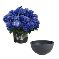 Bauernhortensie Hydrangea 'Blue Boogiewoogie'® Blau inkl. anthrazitfarbener Pflanzenschale