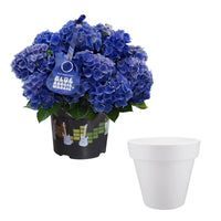 Hortensie Hydrangea 'Blue Boogiewoogie' blau inkl. Ziertopf, weiß