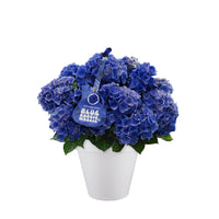 Hortensie Hydrangea 'Blue Boogiewoogie' blau inkl. Ziertopf, weiß