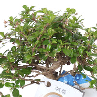 Bonsai Carmona microphylla inkl. Ziertopf aus Schieferstein, Keramik und Bewässerungsmesser