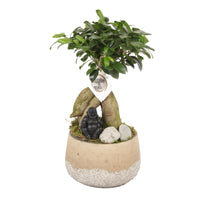 Bonsai Ficus 'Gingseng' inkl. Ziertopf aus Beton