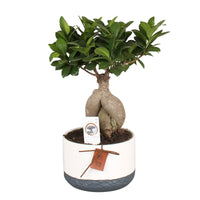 Bonsai Ficus 'Gingseng' inkl. Ziertopf aus Keramik