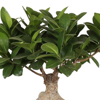 Bonsai Ficus 'Gingseng' inkl. Ziertopf aus Keramik