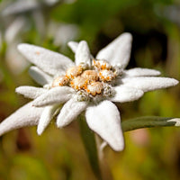 6x Edelweiß Leontopodium alpinum weiβ-gelb - Winterhart