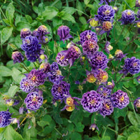 6x Garten Akelei 'Blue Barlow' blau - Winterhart