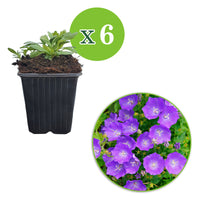 6x Glockenblume Campanula carpatica blau - Winterhart