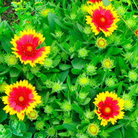 6x Gaillardia 'Kobold' orange-gelb Kobold - Winterhart