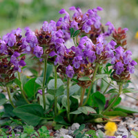6x Braunelle Prunella grandiflora lila - Winterhart