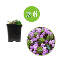6x Braunelle Prunella grandiflora lila - Winterhart