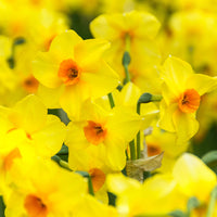 40x Narzisse Narcissus 'Martinette' kleinblütig gelb