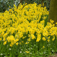 40x Narzisse Narcissus 'Martinette' kleinblütig gelb